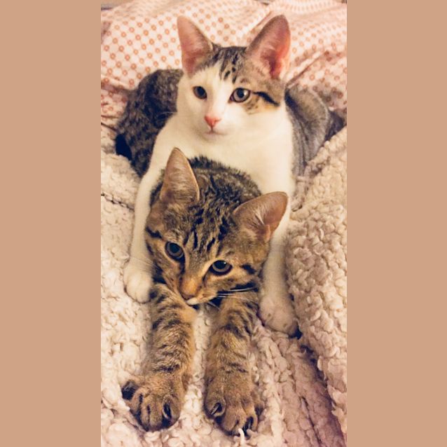 Photo of Esme The Dancing Tabby Kitten!