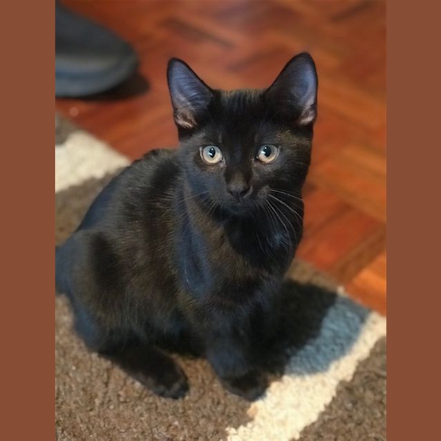 Photo of Fudge