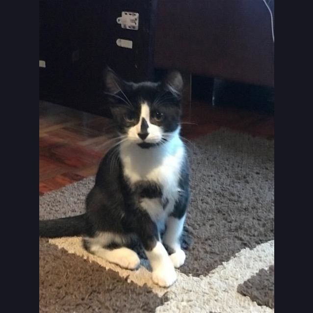 Photo of Oreo