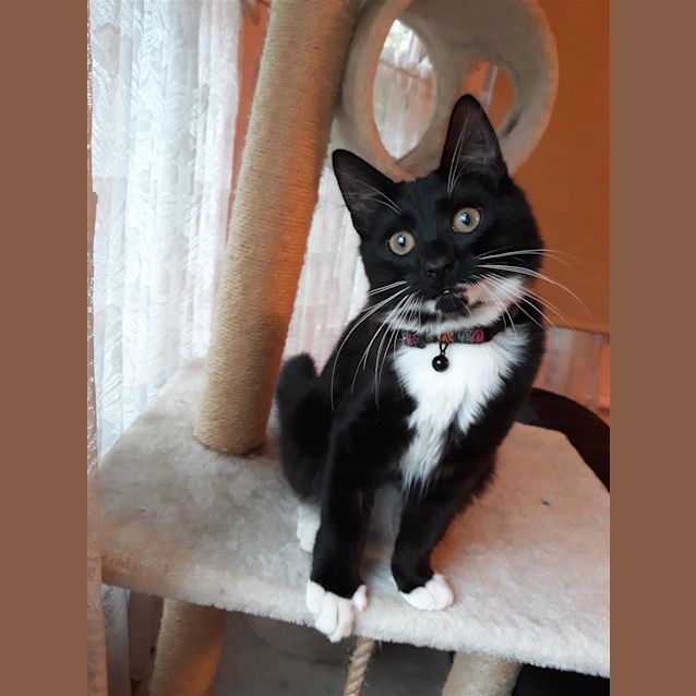 Photo of Fred (Now Panda)