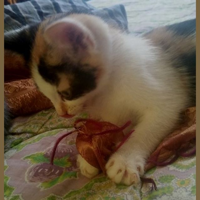 Photo of Patchouli **2nd Chance Cat Rescue**