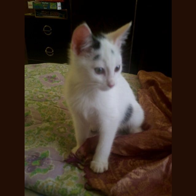 Photo of Banana **2nd Chance Cat Rescue**