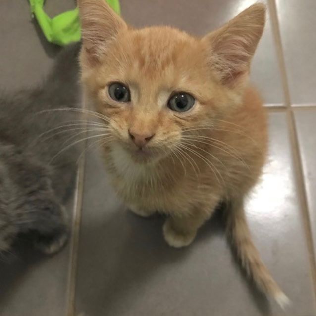 Photo of Ragnar C3225 *Adoption Pending* No More Enquiries