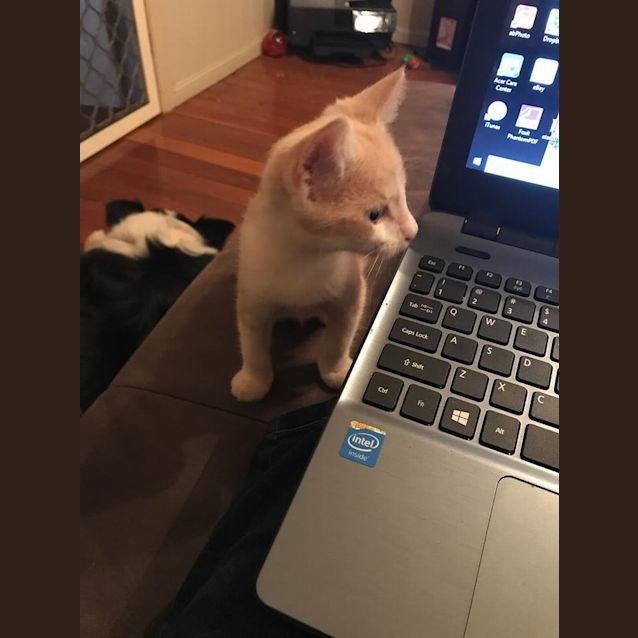 Photo of Cheeko