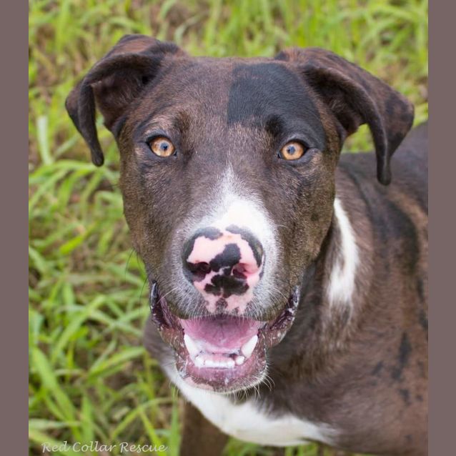 Photo of Jinx (Adoption Pending)