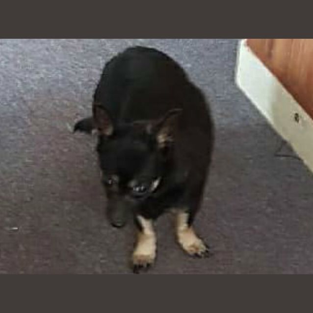 Photo of Milo