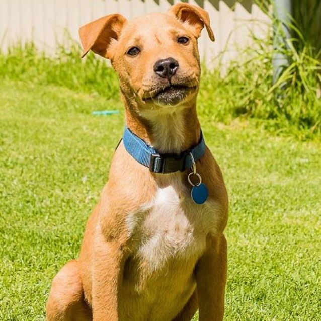 Photo of Wylie   Gd0062