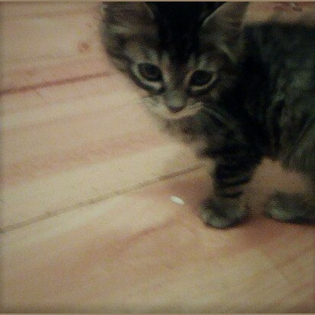 Photo of Howie (Howard Wolowitz)