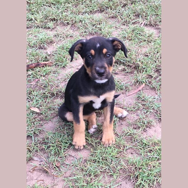 Photo of Lollie