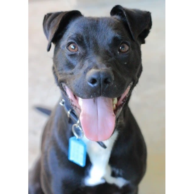 Photo of Blake **Adopted** 