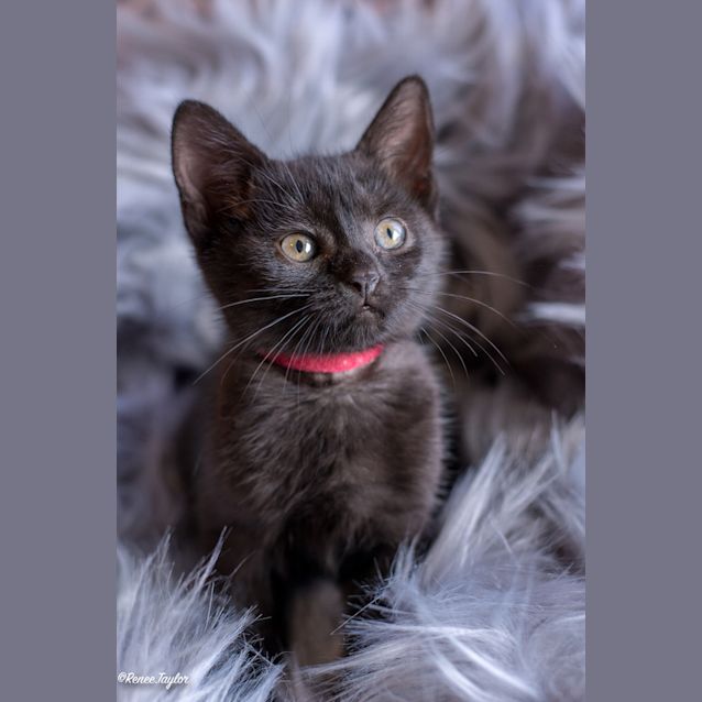 Photo of Ruby