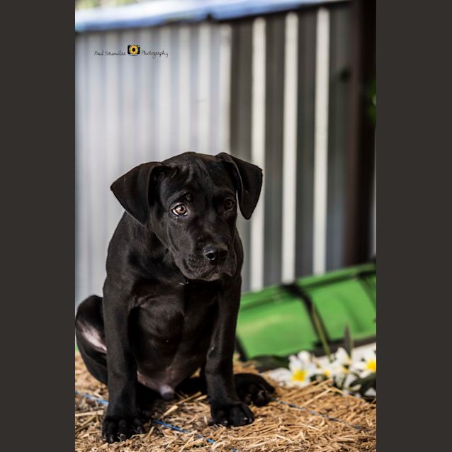 Photo of Squiggle ~ Labrador X (On Trial 6 5 2018)