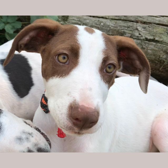Photo of Pepper
