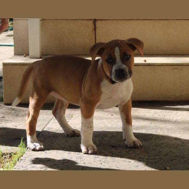 Photo of Penny