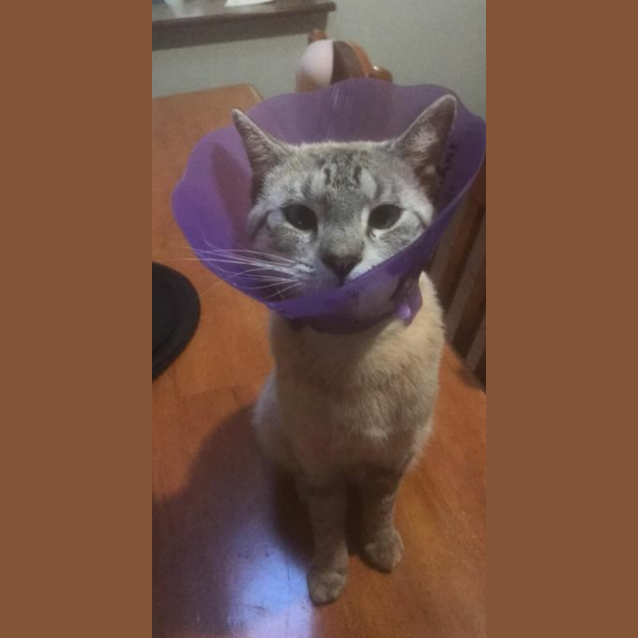 Photo of Ghost   Nc631