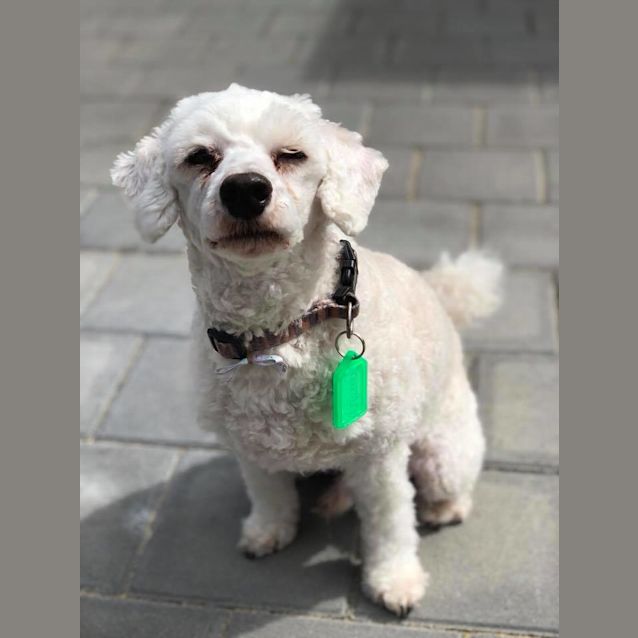 Photo of Ella & Gizmo