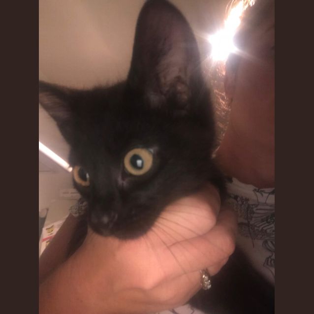 Photo of Raven