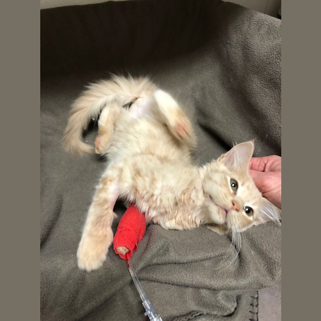 Photo of Finch  On Hold