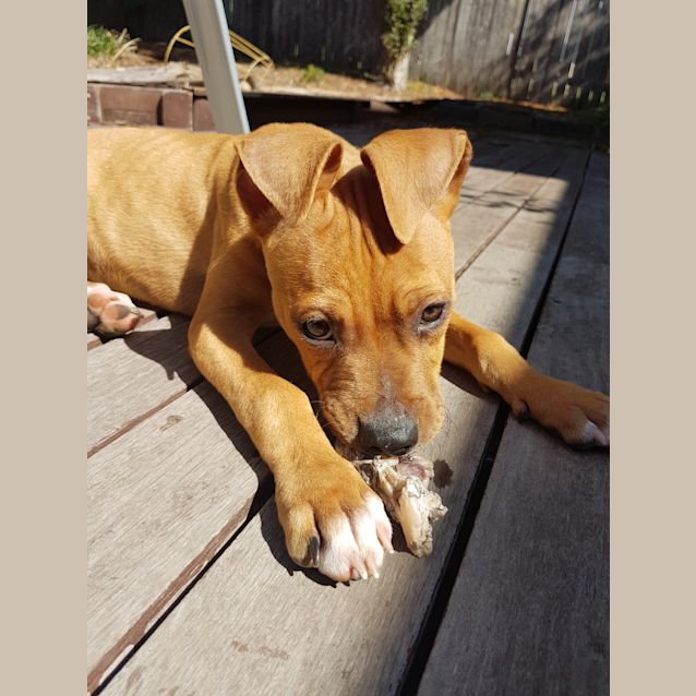 Photo of Chino