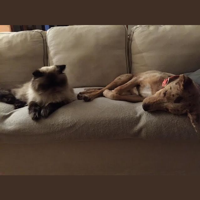 Photo of Rookie  .. Cat And Child Friendly