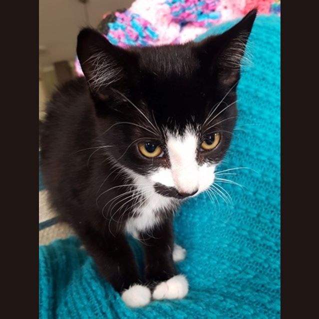 Photo of Kachina **2nd Chance Cat Rescue**
