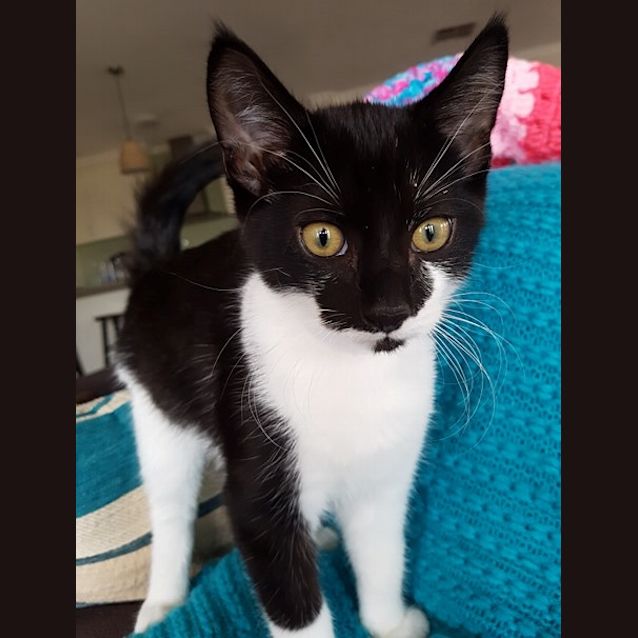 Photo of Takoda **2nd Chance Cat Rescue**