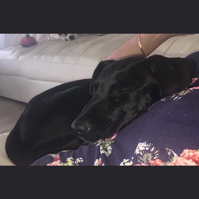 Photo of Lola 
