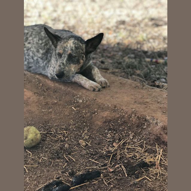 Photo of Scout