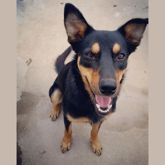 Photo of Dexter **On Trial**