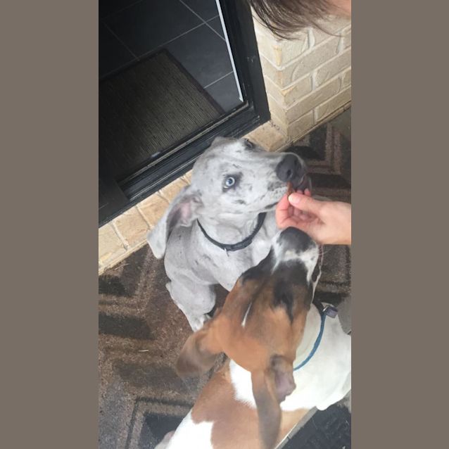 Photo of Misty *Foster Carer Needed*