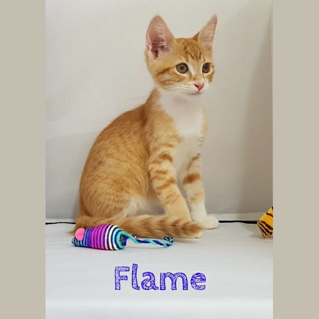 Photo of Flame