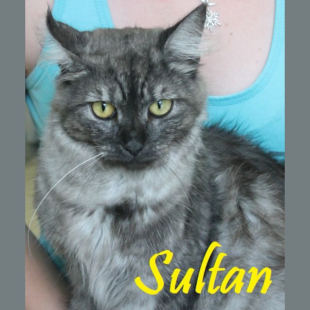 Photo of Sultan