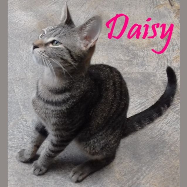 Photo of Daisy