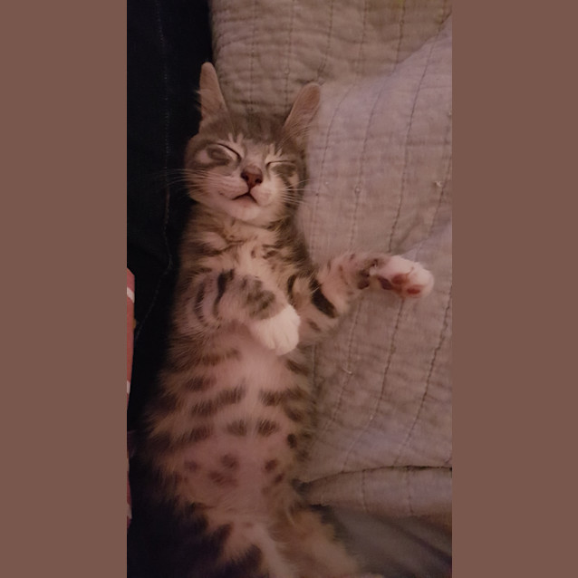 Photo of Marshall (792)