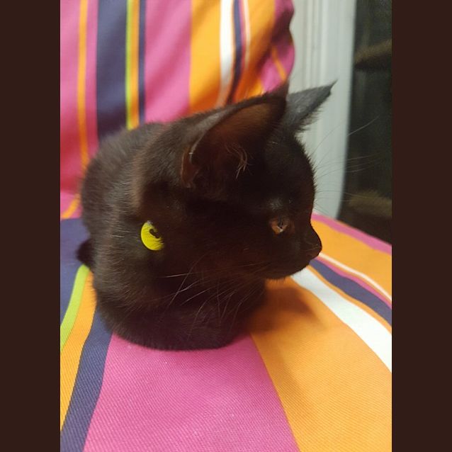 Photo of Candy Yellow