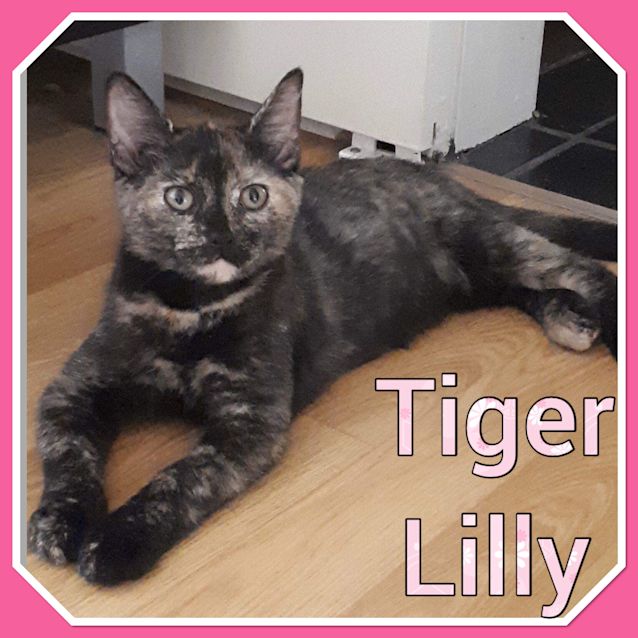 Photo of Tiger Lilly 