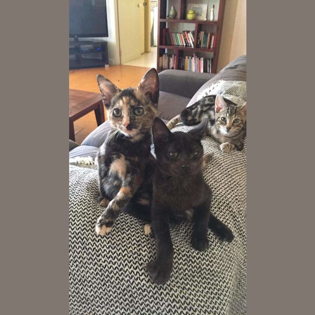 Photo of Honey 