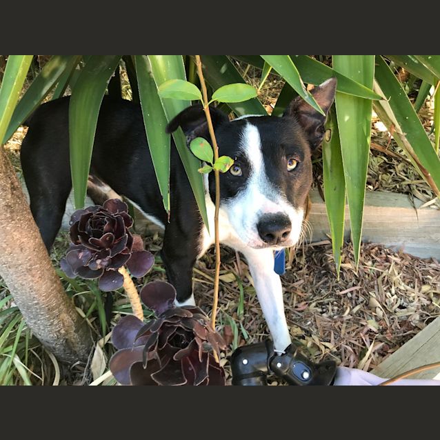 Photo of Tiny ** Great With The Cat And Dog, Crate Trained