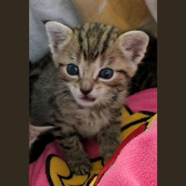 Photo of Hazel