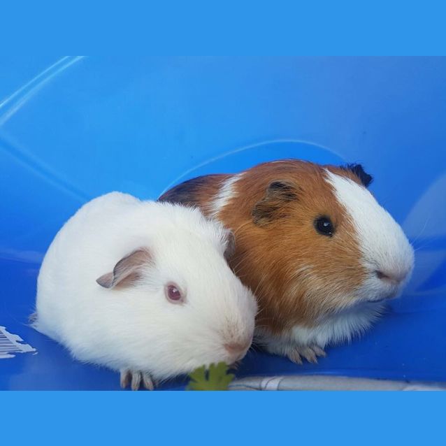 Photo of Rusty & Echo