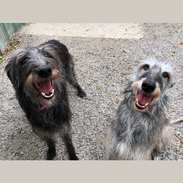 Photo of Freya & Fig
