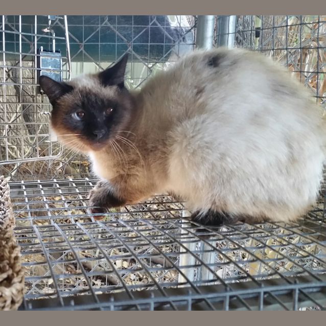 Photo of "Al" Foster Carer Needed