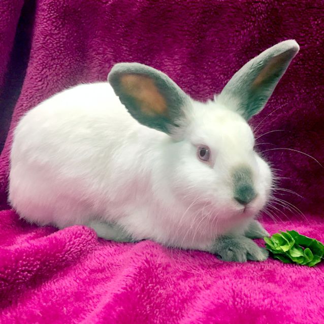 Photo of Snow Pea