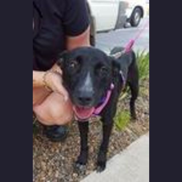 Photo of Kenzie (Adoption Pending)