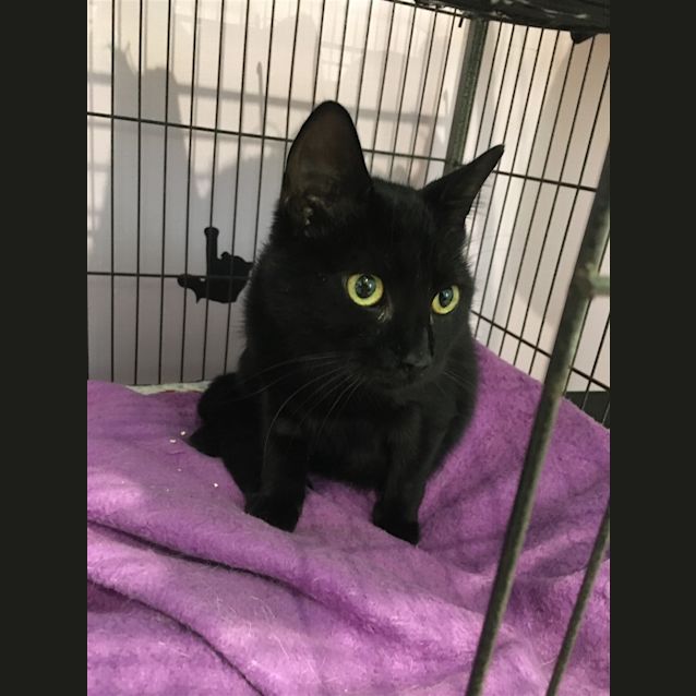Photo of Panther