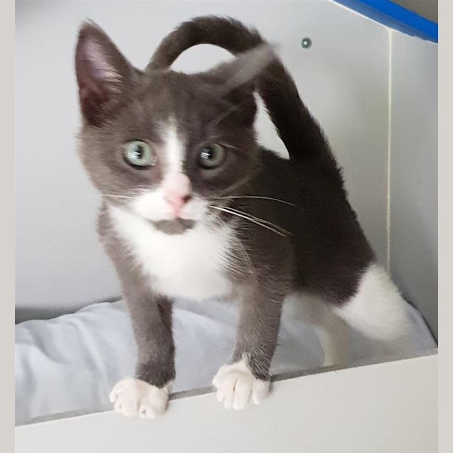 Photo of Smokey