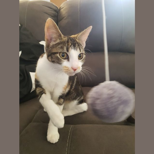 Photo of Cleo