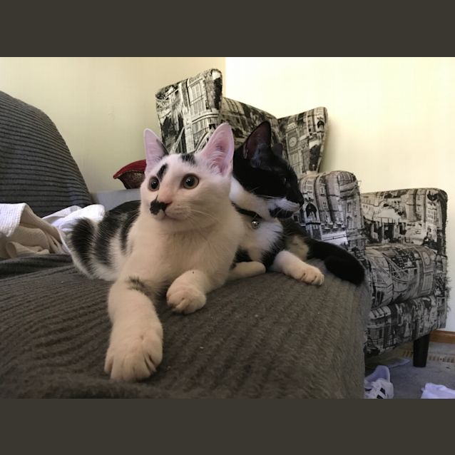 Photo of Tumbles