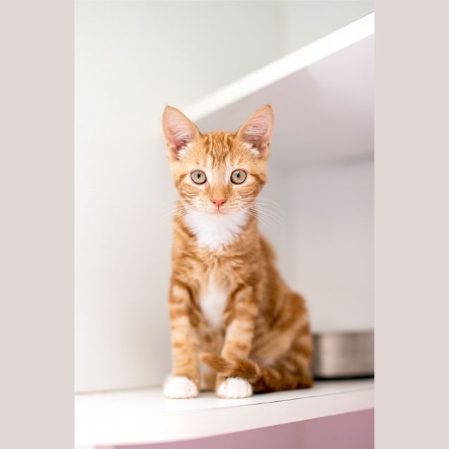 Photo of Barley