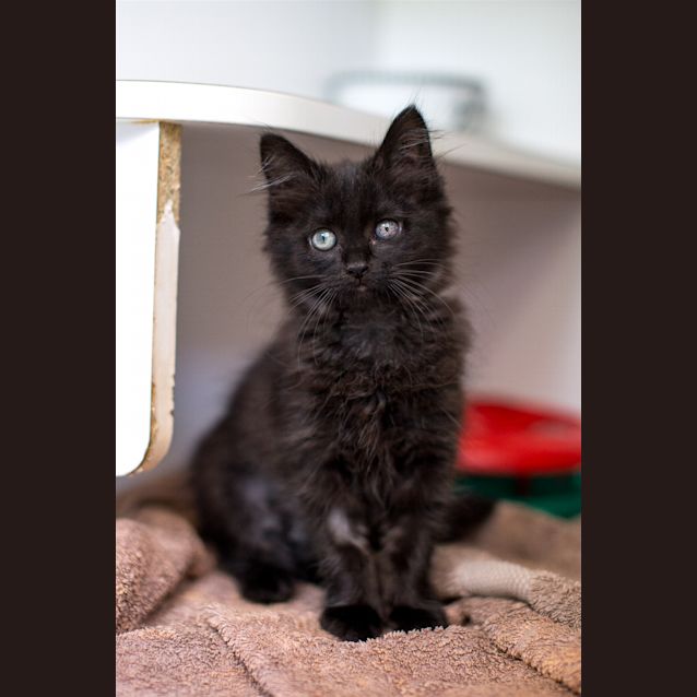 Photo of Ebony